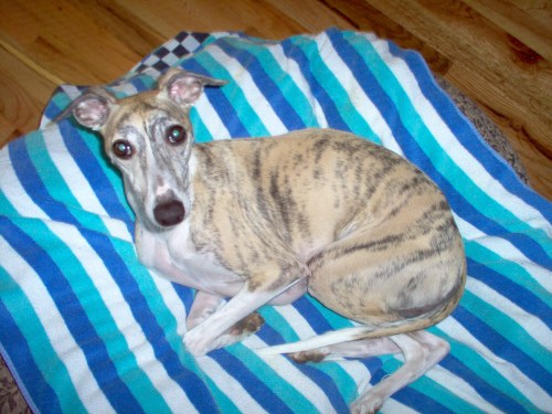 Ripple the Whippet